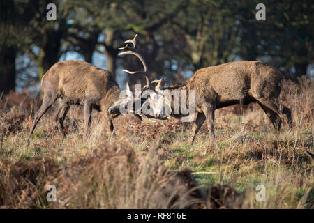 Two Red Deer stags locking antlers in early morning winter sunshine, Richmond, London, 2019