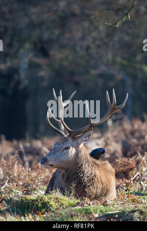 Large Red Deer stag resting in the early morning winter sunshine, Richmond, London, 2019 Stock Photo