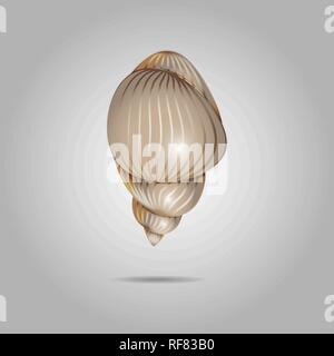 Cute shell of hermit crab. Isolated shell on a gray background 10 eps Stock Vector