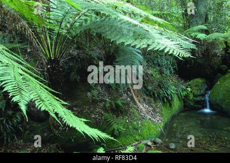 Megalong Creek, Blue Mountains, New South Wales, Australia Stock Photo