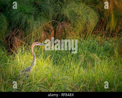 Goliath heron (Ardea goliath) in reed, Okavango Delta, Botswana Stock Photo