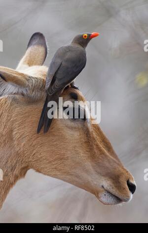 Red-billed oxpecker (Buphagus erythrorhynchus), perched on the top of the head of a female impala (Aepyceros melampus) Stock Photo