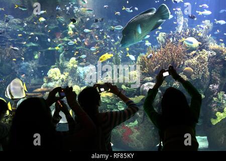 ESP, Spain, Valencia : Europes biggest aquarium, Ciudad de las Artes y de las Ciencias Stock Photo
