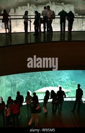 ESP, Spain, Valencia : Europes biggest aquarium, Ciudad de las Artes y de las Ciencias. Beluga Whale Stock Photo