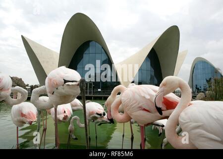 ESP, Spain, Valencia : Europes biggest aquarium, Ciudad de las Arts Y de las Ciencias Stock Photo