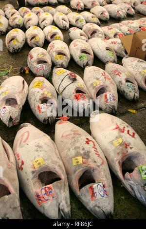 Deep frozen tuna fish at Tsukiji fish market Stock Photo - Alamy