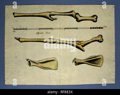 Giraffa camelopardalis (Giraffe), skeleton. Draughtsman: Robert Jacob Gordon. Dating: 14-Oct-1779 - 9-Dec-1779. Measurements: h 660 mm × w 480 mm; h 366 mm × w 271 mm. Museum: Rijksmuseum, Amsterdam. Stock Photo