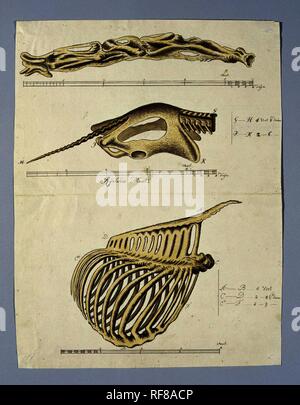 Giraffa camelopardalis (Giraffe),skeleton. Draughtsman: Robert Jacob Gordon. Dating: 14-Oct-1779 - 9-Dec-1779. Measurements: h 660 mm × w 480 mm; h 369 mm × w 280 mm. Museum: Rijksmuseum, Amsterdam. Stock Photo