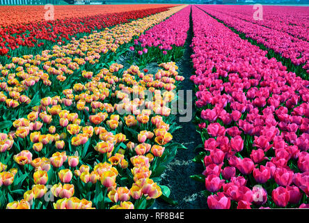 Fields of Tulips in Holland specially grown for their famous bulbs Stock Photo