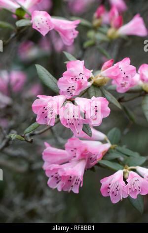 Rhododendron Seta group flowers. Stock Photo
