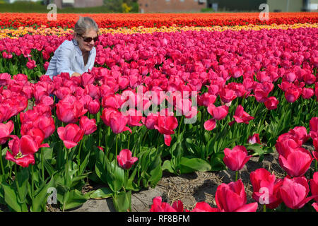 Woman looking in the Fields of Tulips in Holland specially grown for their famous bulbs Stock Photo