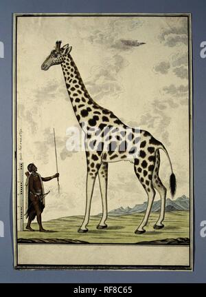 Giraffa Camelopardalis (Giraffe). Draughtsman: Robert Jacob Gordon. Dating: Oct-1779. Measurements: h 660 mm × w 480 mm; h 526 mm × w 368 mm; h 469 mm × w 363 mm. Museum: Rijksmuseum, Amsterdam. Stock Photo