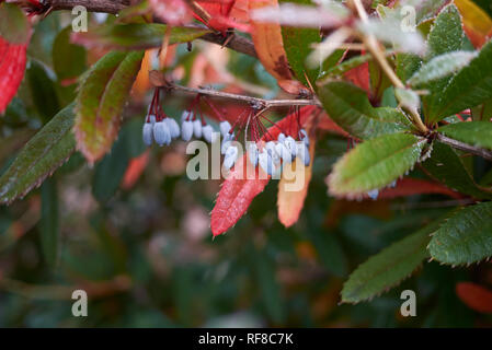 Berberis julianae colorful foliage Stock Photo