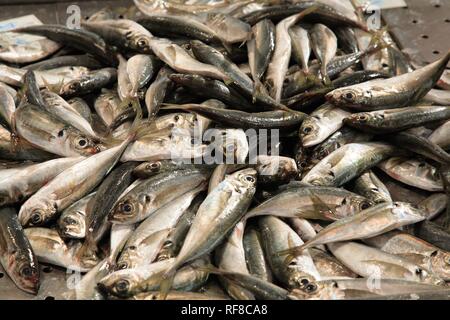Sardines on a market, Algarve, Portugal Stock Photo