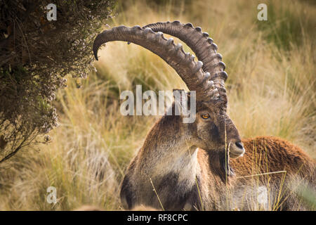 A Walia Ibex male in Simien Mountains National Park Stock Photo