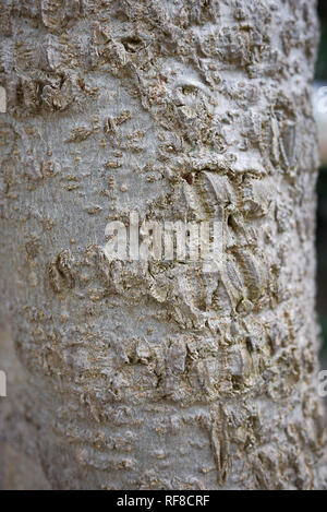 Moringa oleifera bark close up Stock Photo
