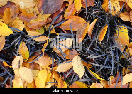 Ophiopogon planiscapus 'Nigrescens', Black Mondo grass with fallen Hornbeam leaves (Carpinus betulus 'Fastigiata'), November, UK Stock Photo