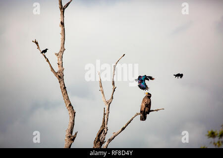 An African harrier-hawk, Polyboroides typus, perched in a dead tree, two  Burchell's starling, Lamprotornis australis, attack the hawk. Stock Photo