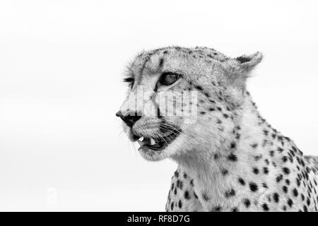 A cheetah's head, Acinonyx jubatus, looking away, ears back, mouth open, in black and white. Stock Photo