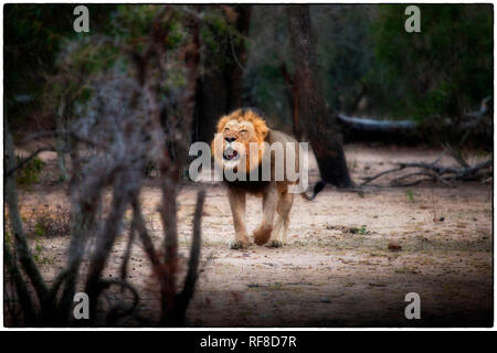 A male lion, Panthera leo, stands in a clearing, open mouth, roaring, looking away. Stock Photo