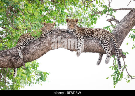Two leopard cubs, Panthera pardus, lie on a marula tree, Sclerocarya birrea, alert, with their legs draped over the branch. Stock Photo