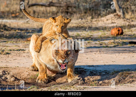 A lion cub, Panthera leo, lies on the back on a lioness, gripping her around the shoulders, the lioness bends down and snarls, open mouth, with a bloo Stock Photo