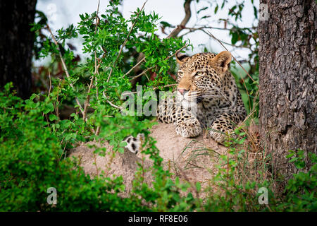 A leopard's head and front paws, Panthera pardus, rests on a termite mound, loooking out of frame, ears back, greenery in foreground Stock Photo