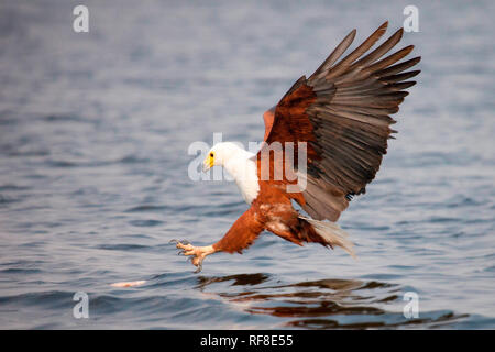 An African fish eagle, Haliaeetus vocifer, flies down towards water, talons out about to catch a fish, wings spread, looking away Stock Photo