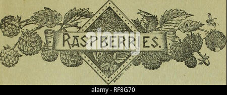 . Catalogue of pedigree plants for season of 1893. Nurseries (Horticulture) Connecticut Catalogs; Nursery stock Connecticut Glastonbury; Fruit Catalogs; Flowers Catalogs; Gardening Equipment and supplies Catalogs. CHOICE SMALL FRUIT PLANTS. 13. Raspberries, red, black, and yellow, following strawberries as they do, should next receive attention from one who is after the money in mall fruits. These require much the same soil as strawberries, except that they may be grown with profit on land that is far richer in nitrogeneous matter. The red varieties may be planted either in spring or fall, but