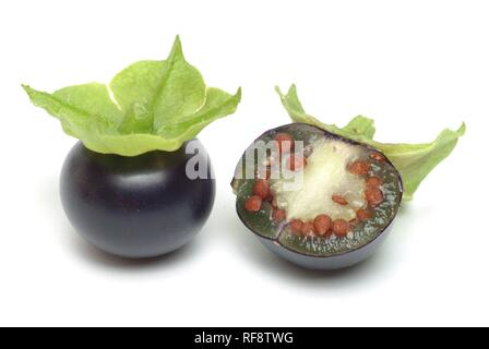 Creeping False Holly or Jaltomato (Jaltomata procumbens), black cherry-sized tomato variety Stock Photo