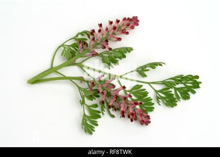 Common Fumitory or Earth Smoke (Fumaria officinalis), medicinal herb Stock Photo