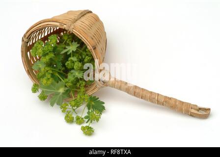 Lady's Mantle (Alchemilla vulgaris) Stock Photo