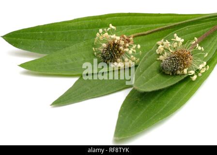 English - or Ribwort Plantain (Plantago lanceolata) Stock Photo
