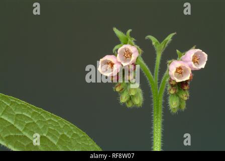 Common Comfrey (Symphytum officinale), medicinal plant Stock Photo