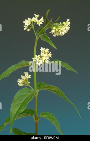 Swallow Wort (Vincetoxicum officinalis, Vincetoxicum hirundinaria, Cynanchum vincetoxicum), medicinal plant, toxic/poisonous Stock Photo