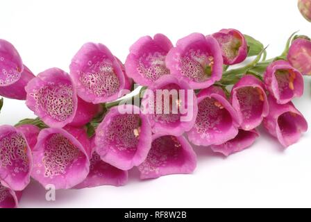 Purple Foxglove or Lady's Glove (Digitalis purpurea) Stock Photo