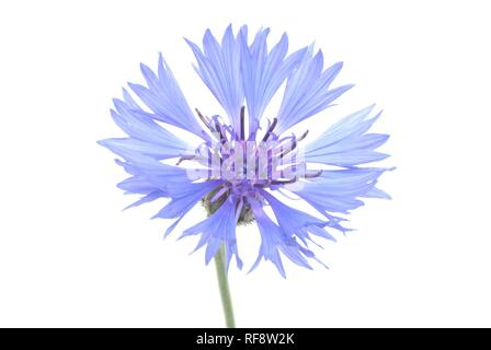 Cornflower or Bluebottle (Centaurea cyanus)
