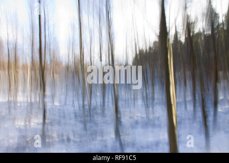 Abstract Silver Birch woodland Stock Photo