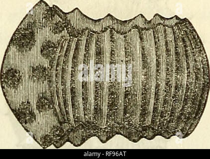 . Catalogue of casts of fossils, from the principal museums of Europe and America, with short descriptions and illustrations. Fossils. . Please note that these images are extracted from scanned page images that may have been digitally enhanced for readability - coloration and appearance of these illustrations may not perfectly resemble the original work.. Ward, Henry A. (Henry Augustus), 1834-1906. Rochester, N. Y. , Benton &amp; Andrews, printers Stock Photo