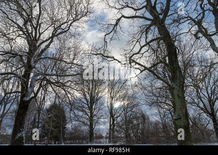 Blue sky and white clouds shining between branches of trees without leaves in snow covered ground during winter Stock Photo
