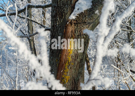 Colorful stripes on the bark of a tree trunk in a winter forest viewed past snow or frost covered branches in a concept of the seasons and weather in  Stock Photo