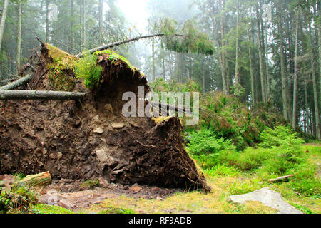 Roots of tree fallen during storm. Pine fell under onslaught of wind. Natural disaster in forest. Hurricane wind piled up large pine in forest. Tree w Stock Photo