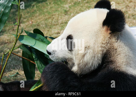 Panda eating bamboo Stock Photo