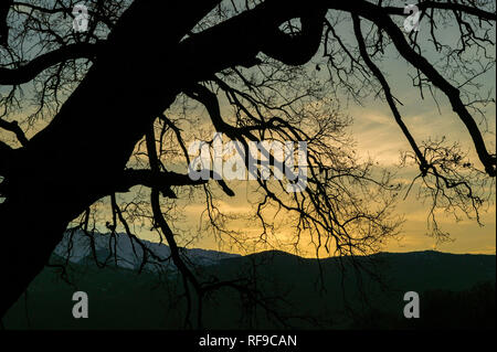 ancient oak tree at sunset Stock Photo