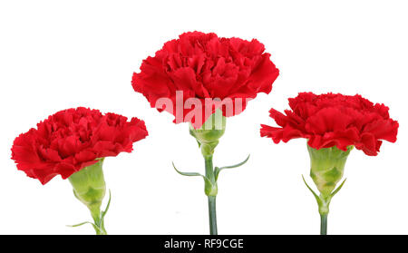 Three carnation flowers isolated on white Stock Photo