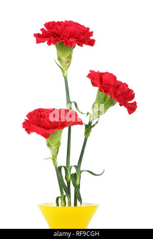 Three carnation flowers isolated on white Stock Photo