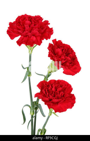 Three carnation flowers isolated on white Stock Photo