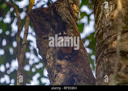 A pair of night monkeys look out of their hole during the day in the Pacaya-Samiria National Reserve of Loreto, Peru Stock Photo