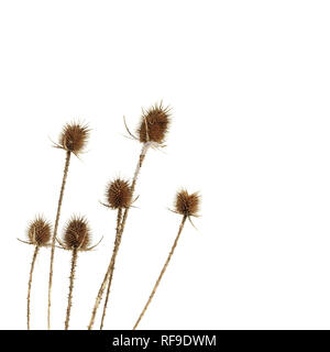 Dry thistle isolated on white Stock Photo