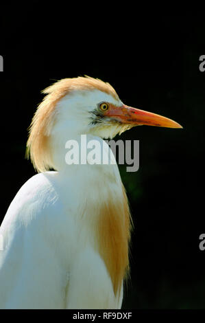 Portrait of a Cattle Egret, Bubulcus ibis, in the Camargue Region Provence France Stock Photo